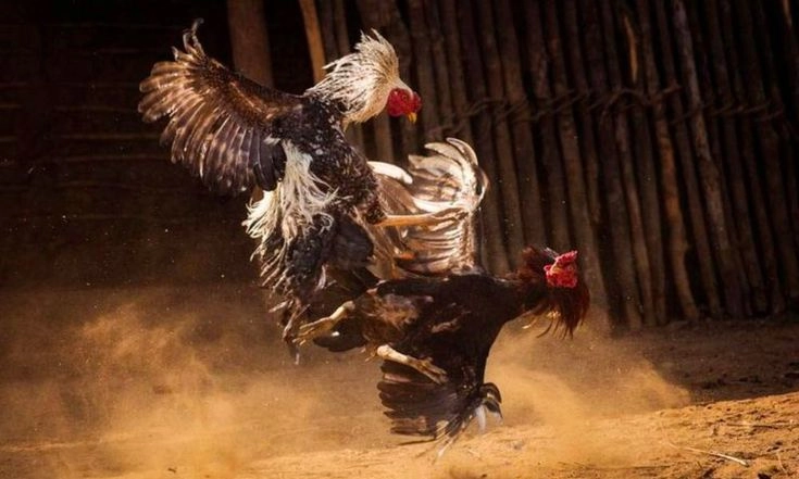 Đá gà cựa sắt và luật thi đấu cơ bản