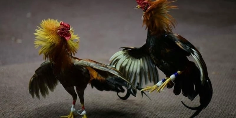 Hướng dẫn thao tác đặt cược đá gà Thomo 